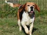 Chienne Beagle de 8 ans prête pour l’adoption