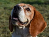 Chienne Beagle de 8 ans prête pour l’adoption
