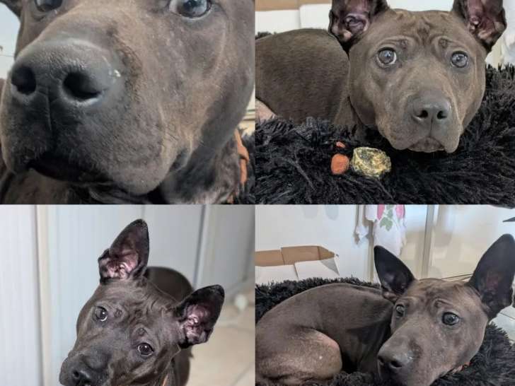 Chienne Thaïlandais à Crête Dorsale en attente d'une famille