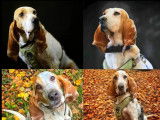 Chien Porcelaine en quête d'une famille