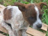 Adoption disponible : chiot mâle de 3 mois