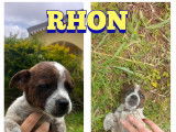 Adoption disponible : chiot mâle de 3 mois