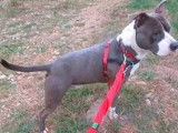Disponible à l'adoption, chien American Staffordshire Terrier
