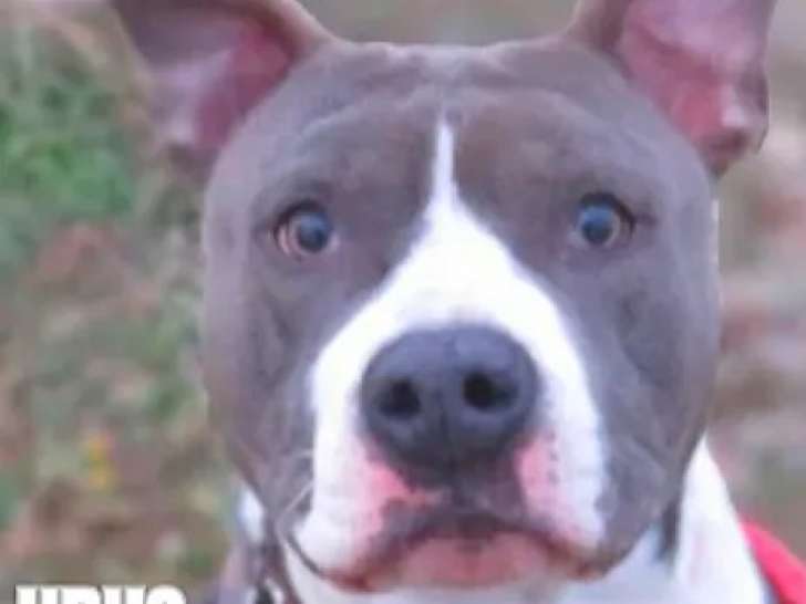 Disponible à l'adoption, chien American Staffordshire Terrier