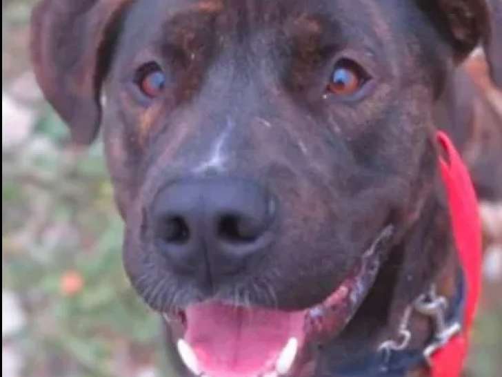 Prêt pour l’adoption, chien d'un an