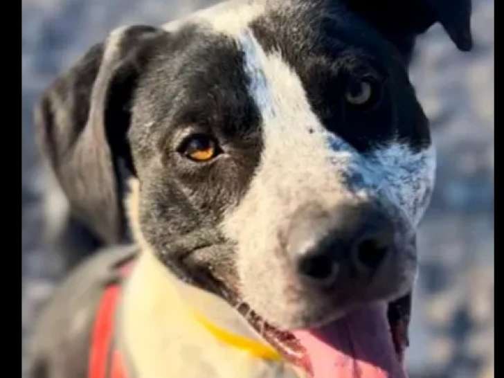 À la recherche d'une famille, chien noir et blanc