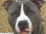 En quête d'un foyer, chien American Staffordshire Terrier