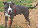 En quête d'un foyer, chien American Staffordshire Terrier