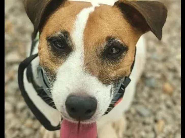 À adopter : chien Jack Russell