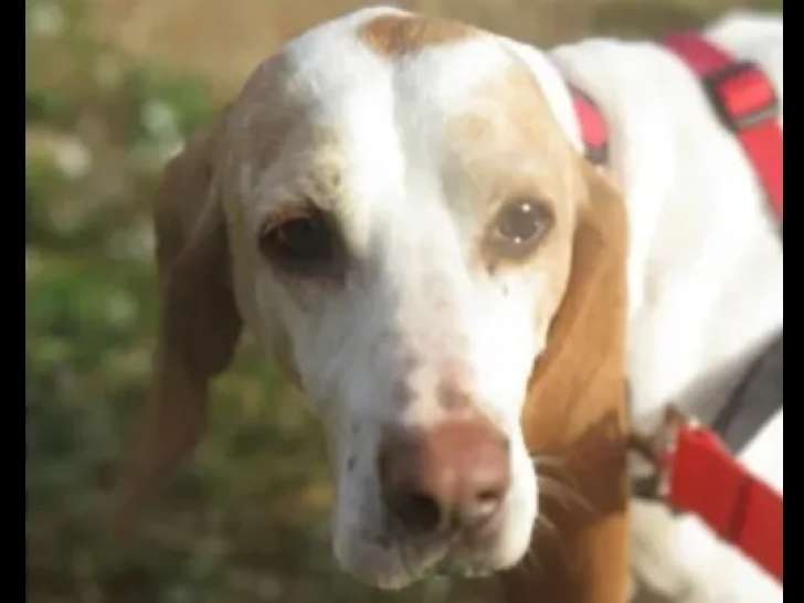 Disponible à l'adoption : chien Porcelaine de 2 ans