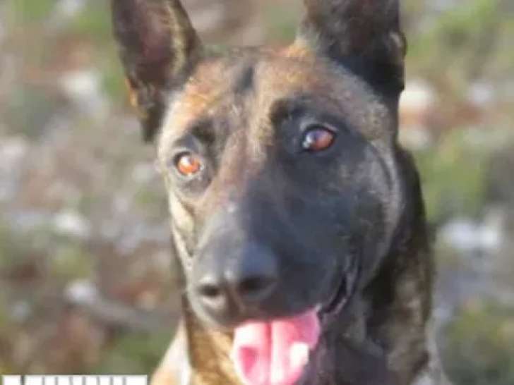Prête pour l’adoption : chienne Berger Malinois de 5 ans