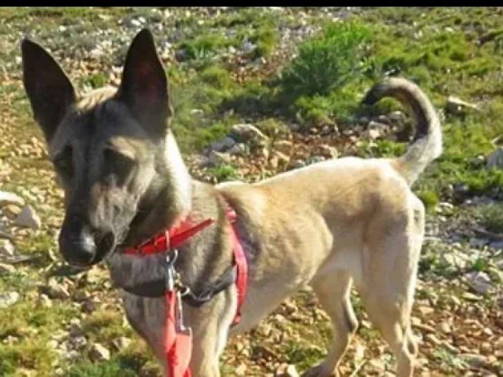 En attente d’un foyer : chien Berger Malinois d'un an