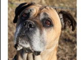 Adoption disponible : chien Cane Corso adulte