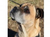 Adoption disponible : chien Cane Corso adulte