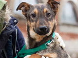 Chiot femelle de 7 mois à adopter