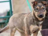 Chiot femelle de 7 mois à adopter