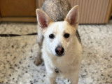 Chiot femelle de 10 mois disponible à l'adoption
