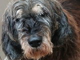 À adopter, chien adulte