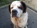 Disponible à l'adoption, chienne Saint-Bernard tricolore