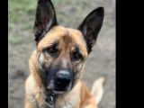 À accueillir, chien Berger Malinois de 4 ans
