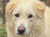 En attente d'une famille, chien de 2 ans