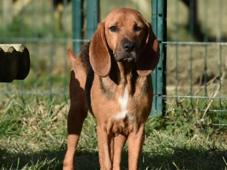 Disponible à l'adoption : chienne adulte