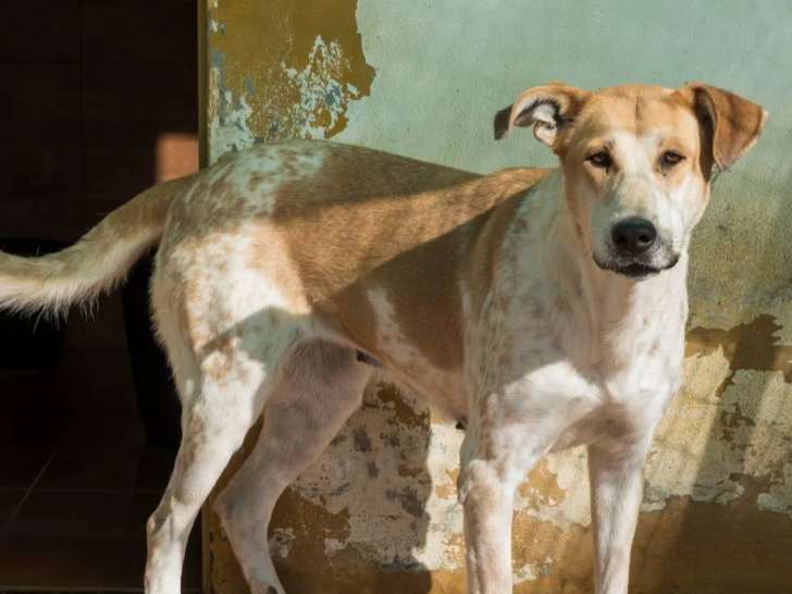En attente d’un foyer : chienne de 4 ans