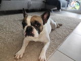 Femelle Bouledogue Français à vendre