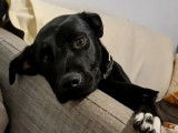 En quête d’un foyer : chien noir avec marque blanche