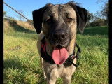 Adoption disponible : chien noir et beige