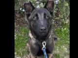 À la recherche d'un foyer : chienne Berger Malinois de 2 ans