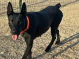 Chien noir à adopter