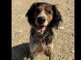 Chien Épagneul Breton tricolore disponible à l'adoption