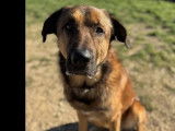Chien de 4 ans prêt pour l'adoption