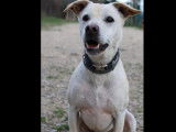 Chien blanc à accueillir