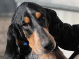 Disponible à l'adoption, chien Grand Gascon Saintongeois d'un an