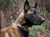 En quête d'une famille, chien Berger Malinois noir et feu
