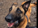 Adoption disponible : chien Berger Malinois fauve charbonné