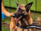Adoption disponible : chien Berger Malinois fauve charbonné