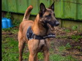 Adoption disponible : chien Berger Malinois fauve charbonné