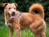 À adopter : chien fauve