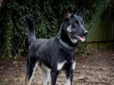 Disponible à l'adoption : chien tricolore