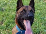 En attente d'une famille : chien Berger Malinois tricolore