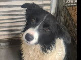 Chiot Border Collie mâle noir et blanc disponible à l'adoption