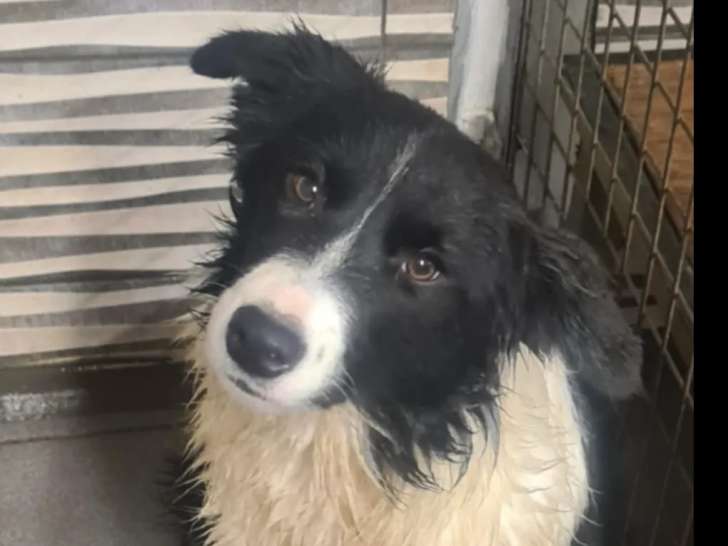 Chiot Border Collie mâle noir et blanc disponible à l'adoption