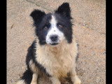 Chienne Border Collie de 8 ans prête pour l'adoption