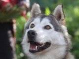 Chienne Husky de Sibérie en attente d'une famille