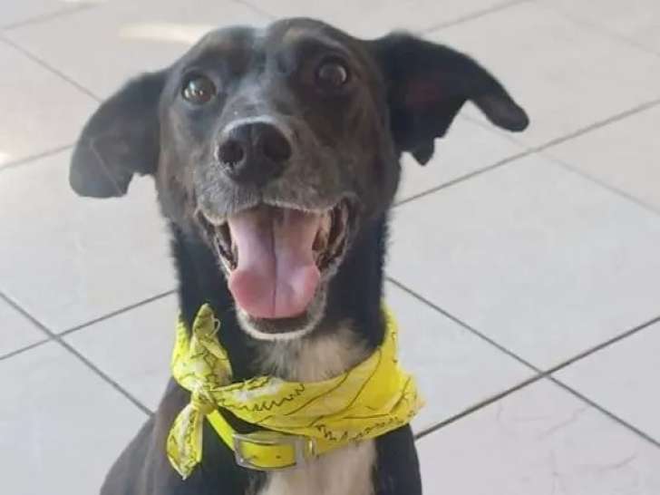 Chien de 9 ans en quête d'un foyer