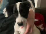 Adoption disponible : chiot femelle de 4 mois