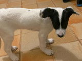 Adoption disponible : chiot femelle de 4 mois